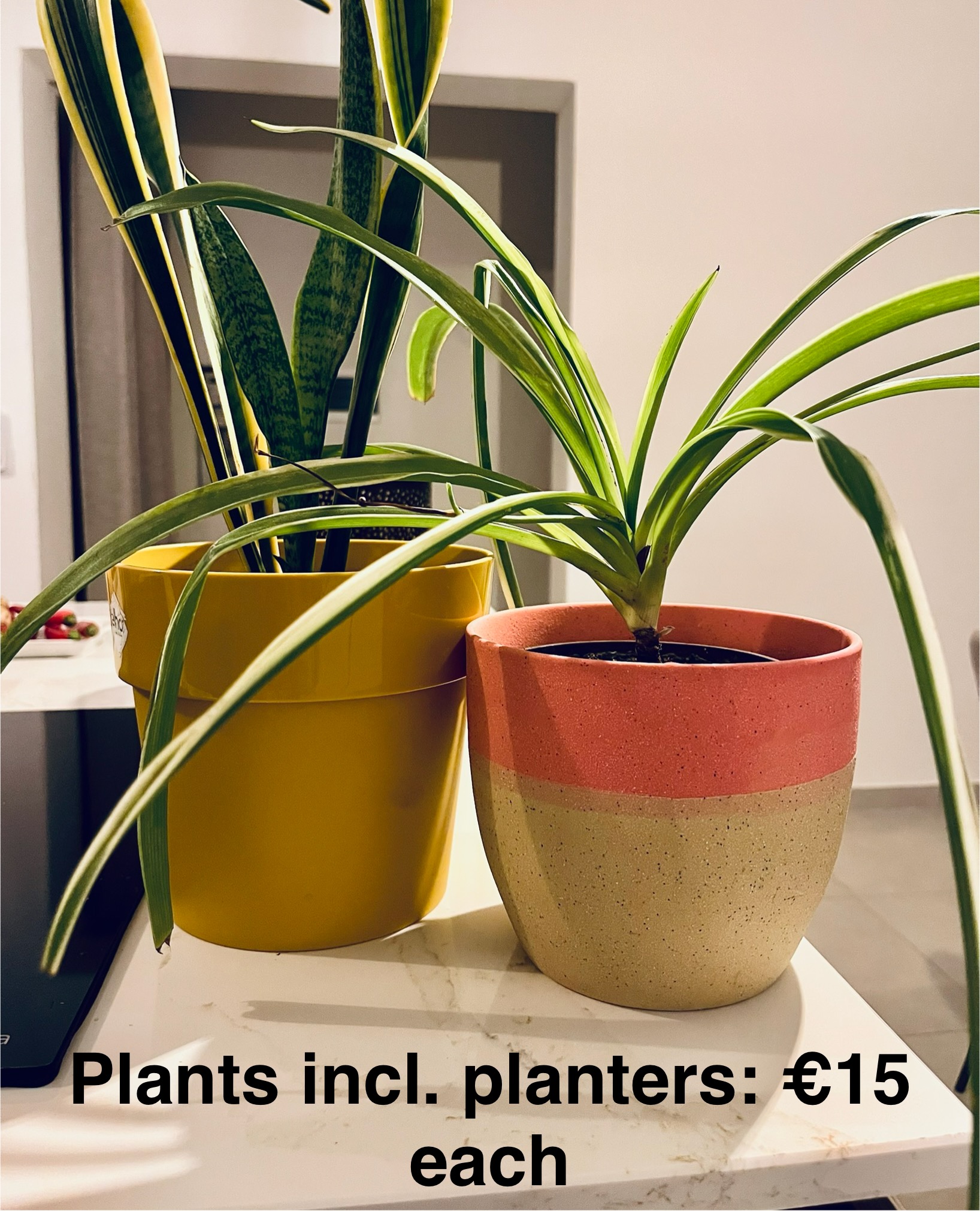 Plants including planters